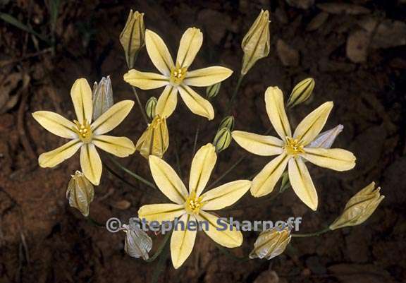 triteleia ixioides ssp scabra 1 graphic